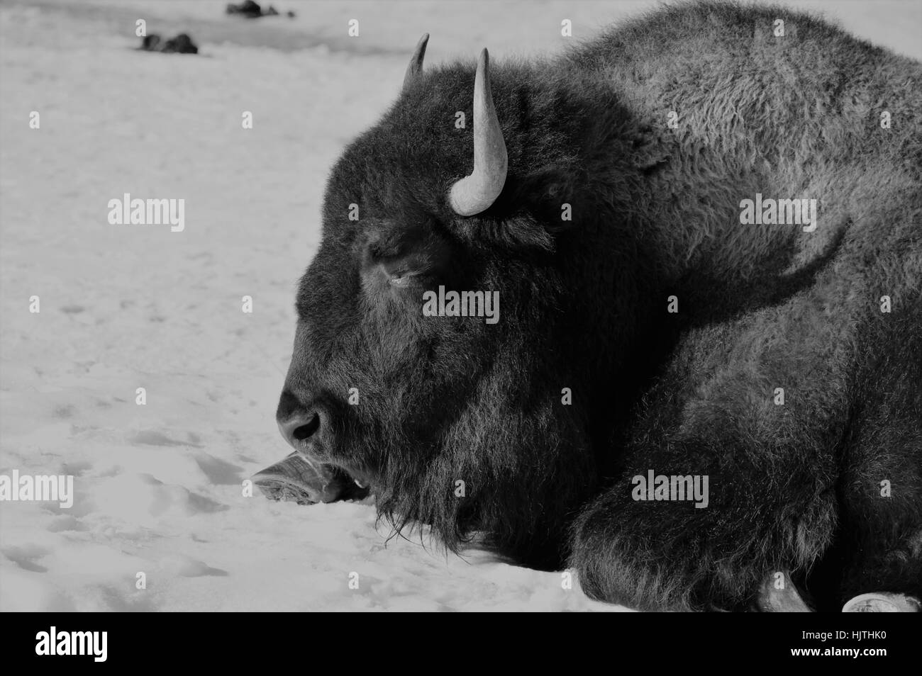 Bison nella neve Foto Stock