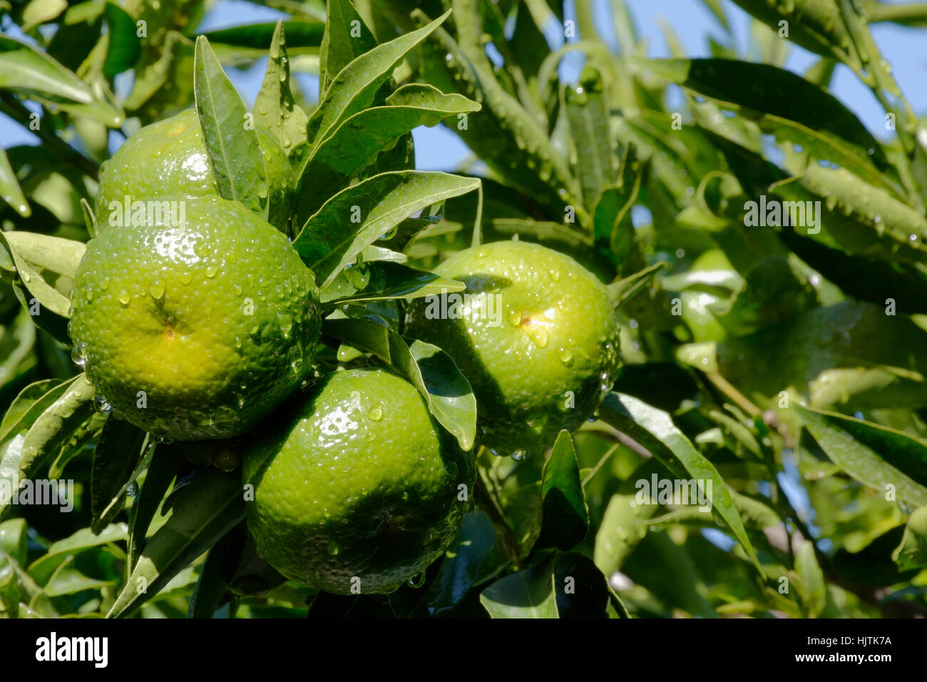 Wet acerbi mandarini su albero pieno di foglie verdi in una bella giornata di sole dopo un giorno di pioggia Foto Stock
