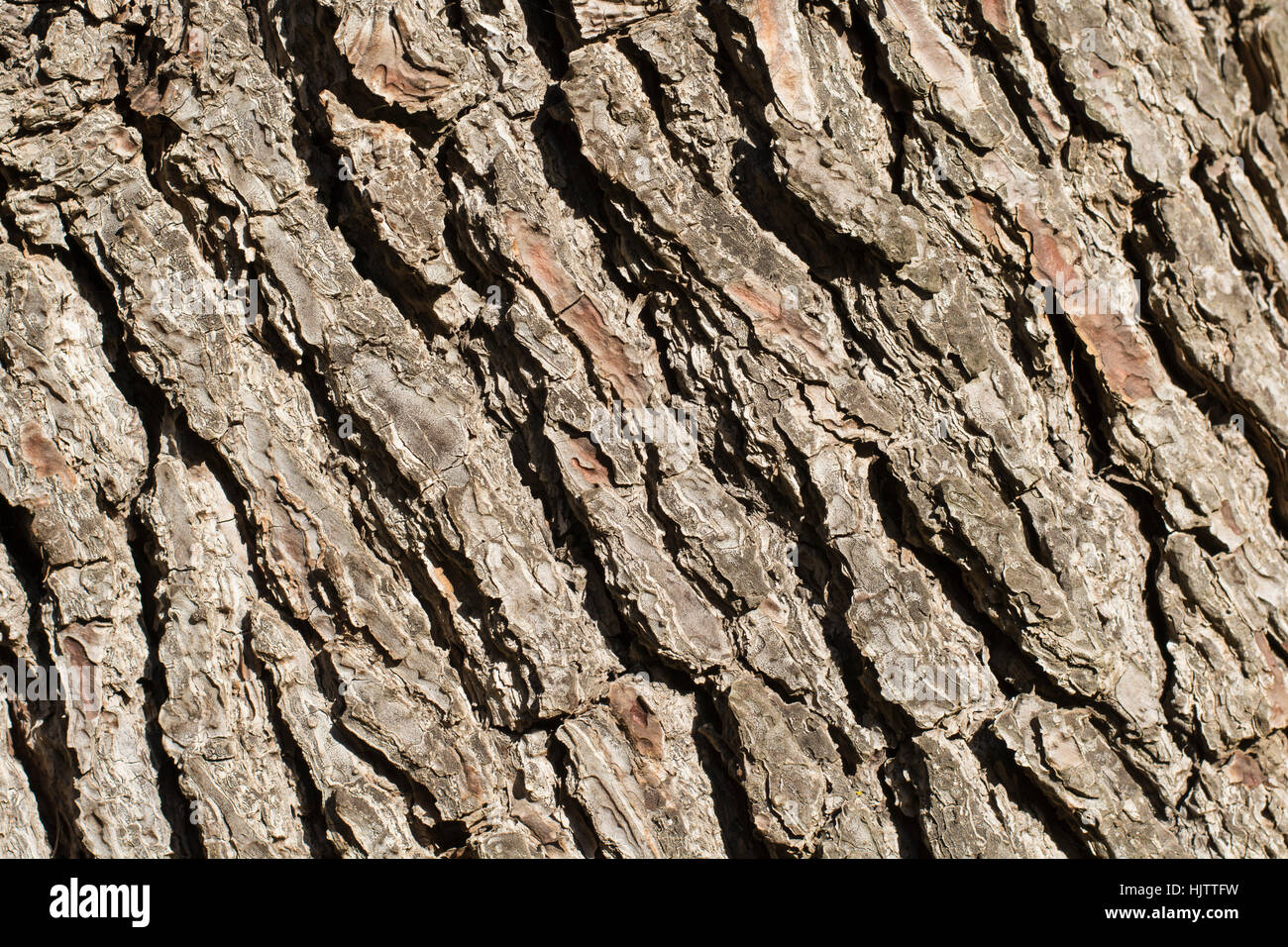 Close up di corteccia di albero. Sfondo testurizzata Foto Stock