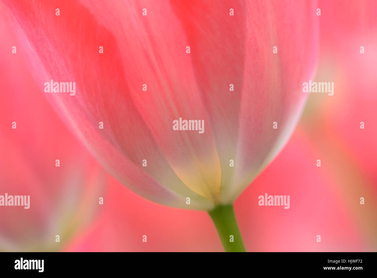 I tulipani (Tulipa), petali di rosa, dettaglio, Renania settentrionale-Vestfalia, Germania Foto Stock