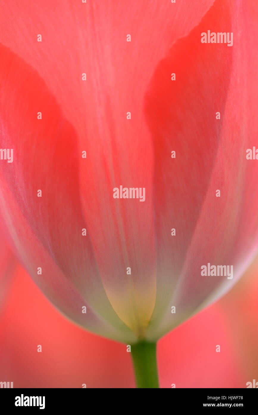 I tulipani (Tulipa), petali di rosa, dettaglio, Renania settentrionale-Vestfalia, Germania Foto Stock