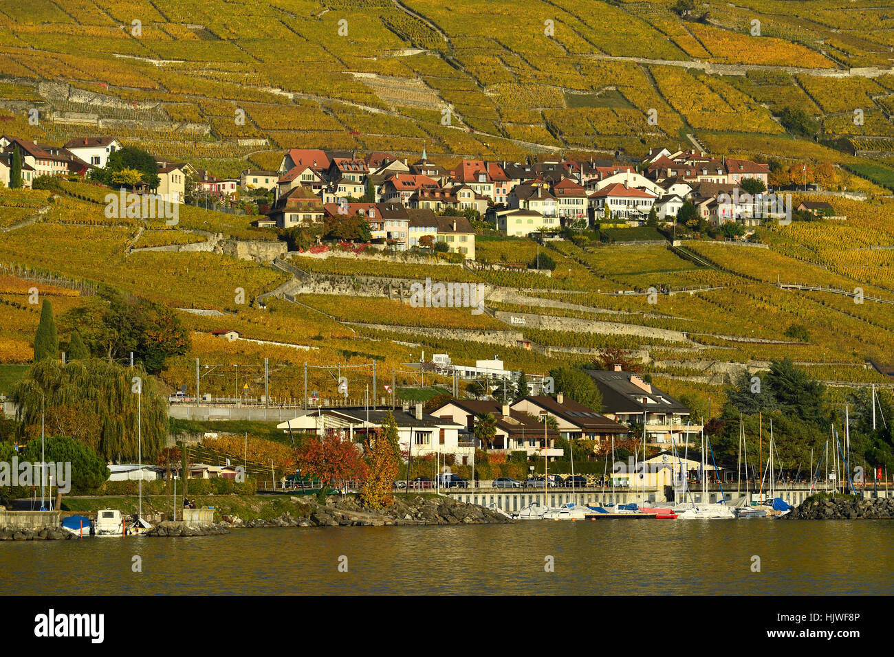 Vigneti in autunno con il villaggio del vino Epesses, sul Lago di Ginevra, Lavaux, Canton Vaud, Svizzera Foto Stock