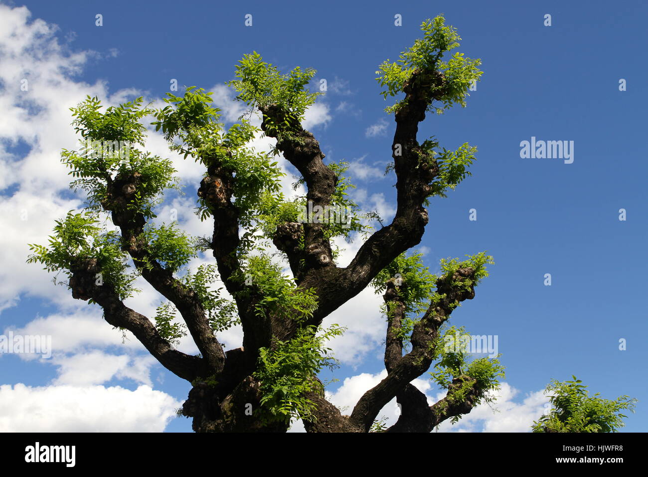 Bella, beauteously, Nizza, albero, alberi, fantasmagorico, idea, in prospettiva Foto Stock