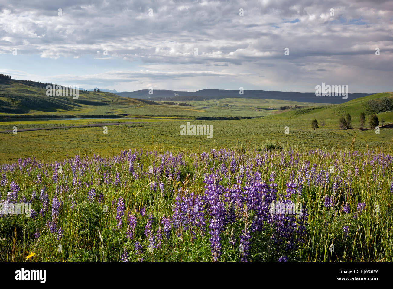 WYOMING - coperto di lupino collina che si affaccia sul fiume Yellowstone nel Hayden vallata del Parco Nazionale di Yellowstone. Foto Stock