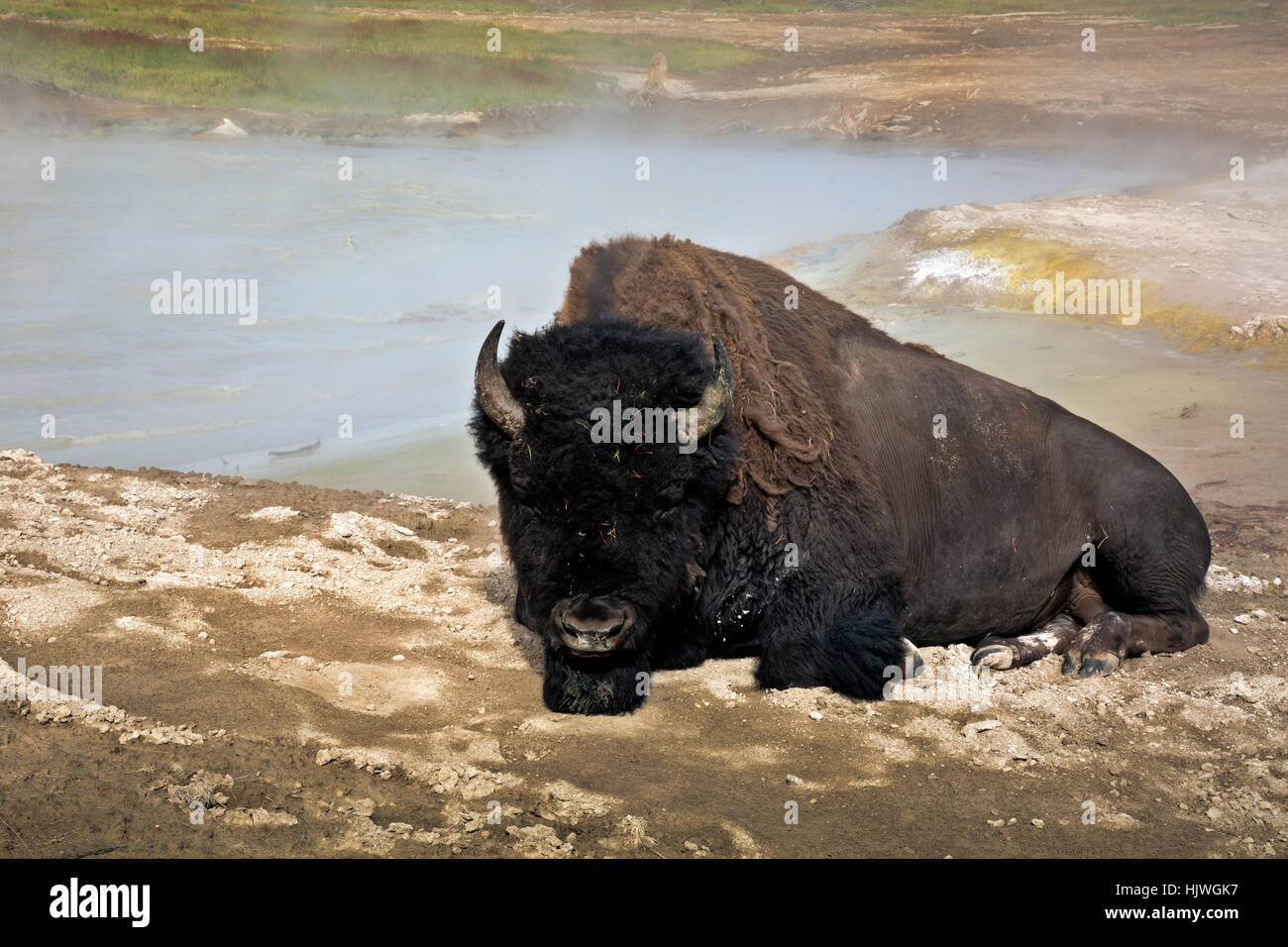 Un bufalo americano posa in sabbia lungo le rive di una piscina termale al vulcano di fango area termale nel parco nazionale di Yellowstone. Foto Stock