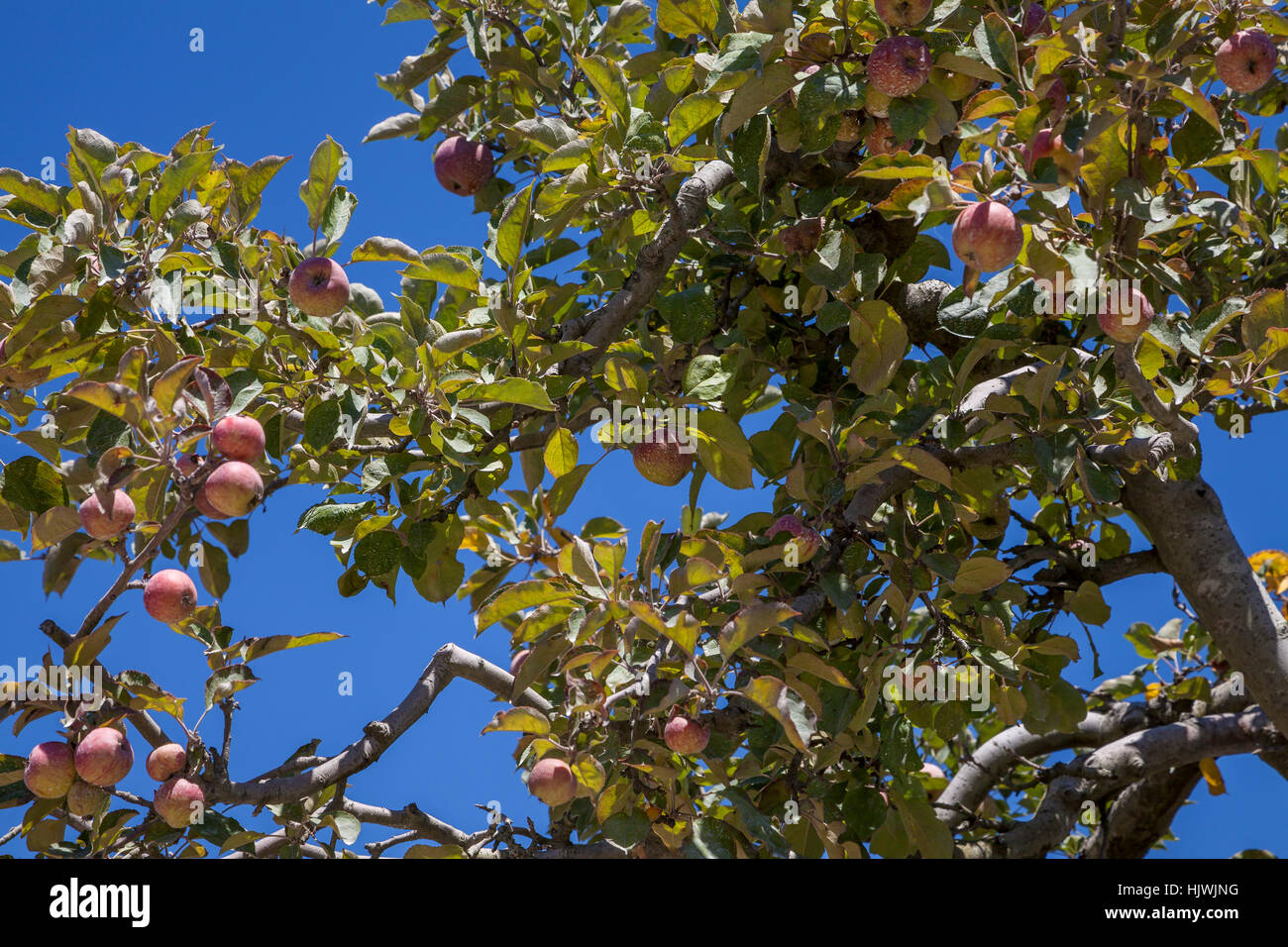 Apple orchard, Graton, California, Sonoma County, STATI UNITI D'AMERICA Foto Stock