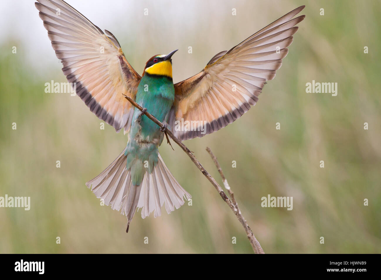 Blu, api, bee eater, blu, colorato, colorato, splendida, molteplici, Foto Stock