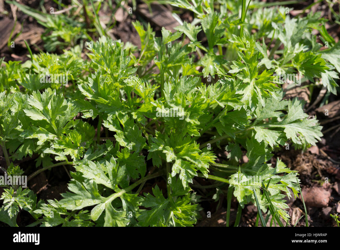 Gewöhnlicher Beifuß, Beifuss, Blatt, Blätter im Frühjahr zeitigen, Artemisia vulgaris, Artemisia, comune assenzio Foto Stock