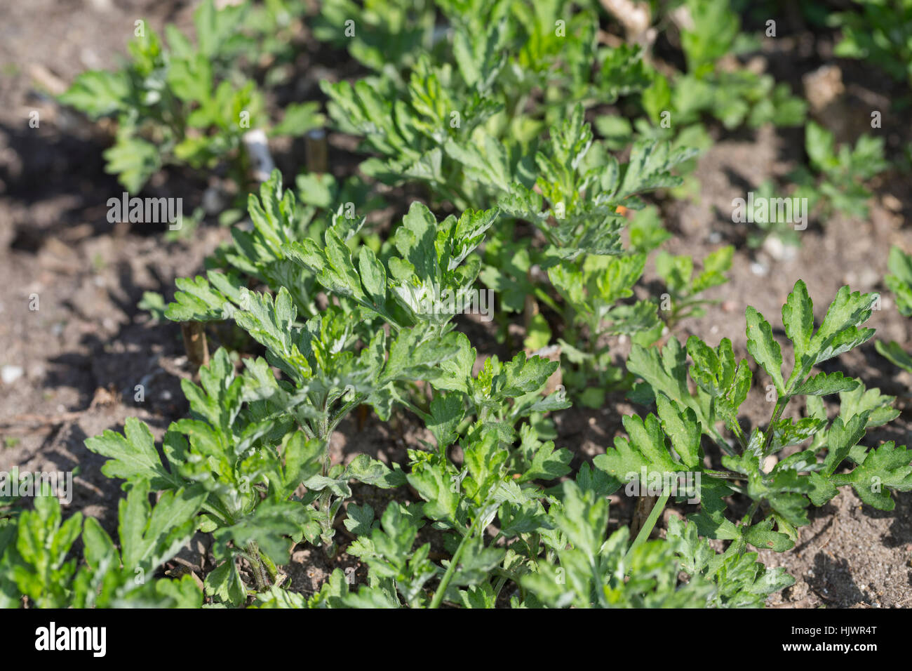 Gewöhnlicher Beifuß, Beifuss, Blatt, Blätter, Jungpflanze, Artemisia vulgaris, Artemisia, comune assenzio Foto Stock