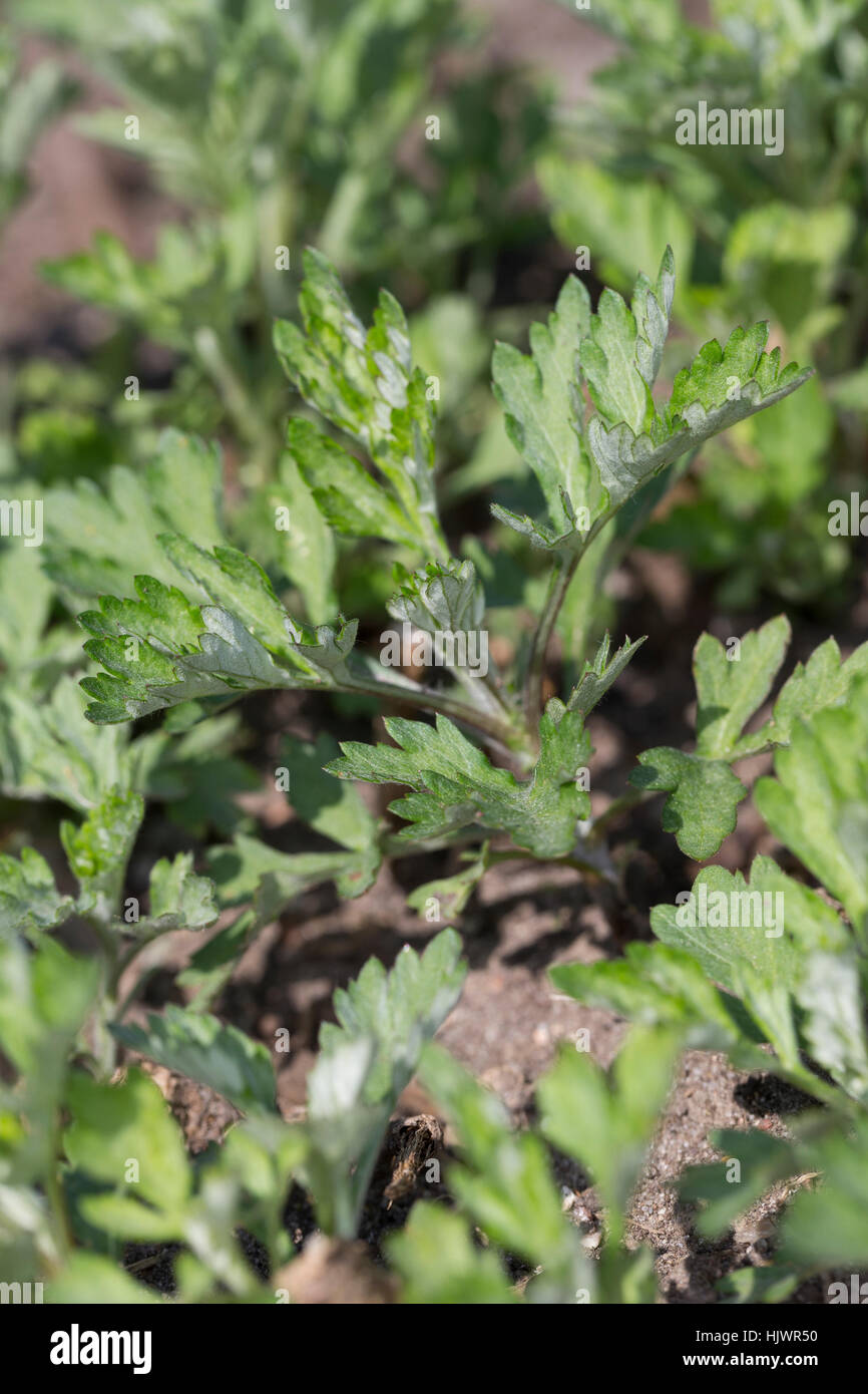 Gewöhnlicher Beifuß, Beifuss, Blatt, Blätter, Jungpflanze, Artemisia vulgaris, Artemisia, comune assenzio Foto Stock