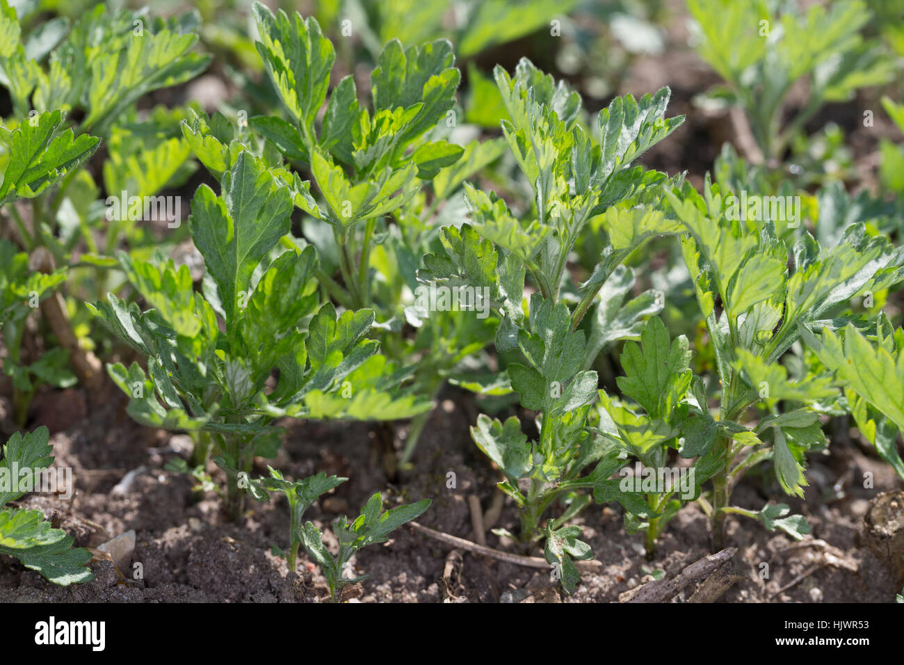 Gewöhnlicher Beifuß, Beifuss, Blatt, Blätter, Jungpflanze, Artemisia vulgaris, Artemisia, comune assenzio Foto Stock