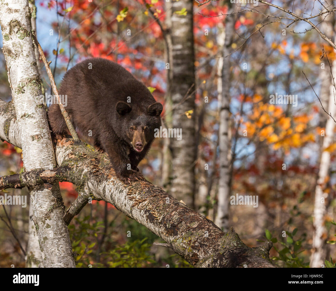 American black bear Foto Stock