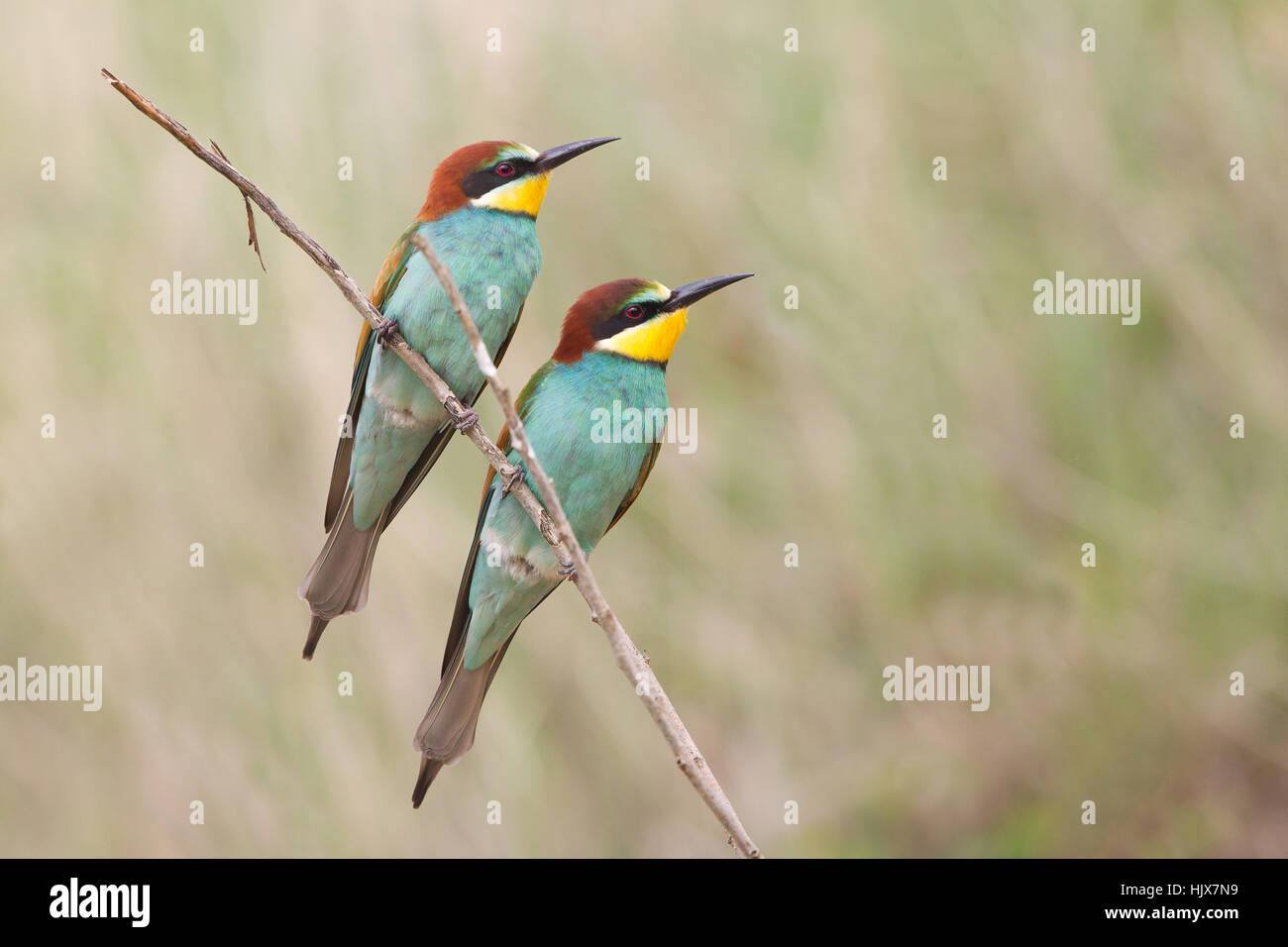 Blu, api, bee eater, blu, colorato, colorato, splendida, molteplici, Foto Stock