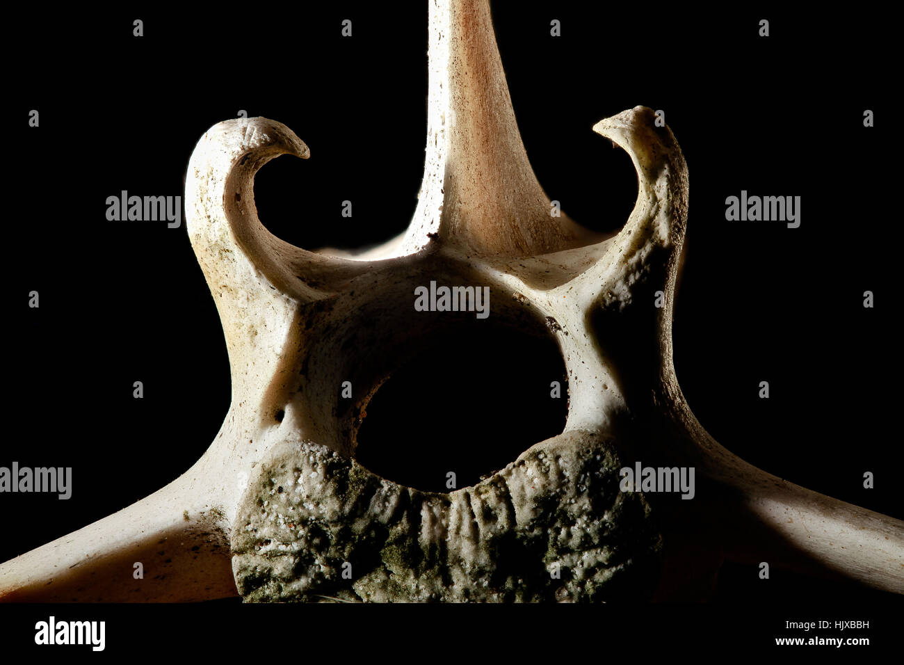 Una fotografia di un cervo morto dalla coda bianca (Odocoileus virginianus) trovato nel Maryland, che mostra la sua struttura scheletrica. Questa immagine fornisce informazioni sull'anatomia di questa comune specie nordamericana. Foto Stock