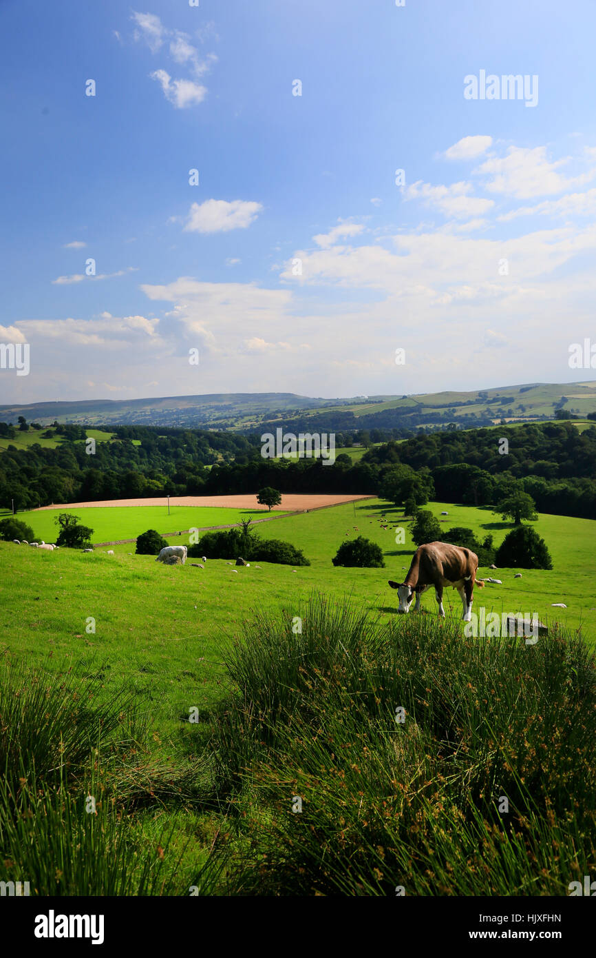 Aggressiva di vacche con puledri nel Yorkshire Dales National Park Foto Stock