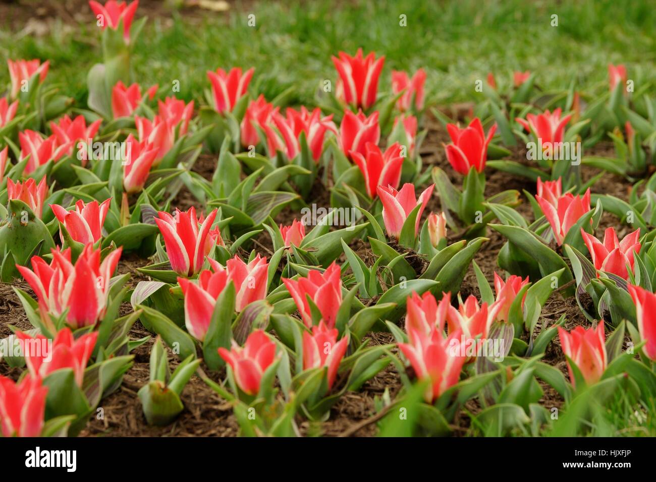 Più spogliato rosa e bianco Greigii tulipani che cresce su un prato con erba verde sullo sfondo Foto Stock