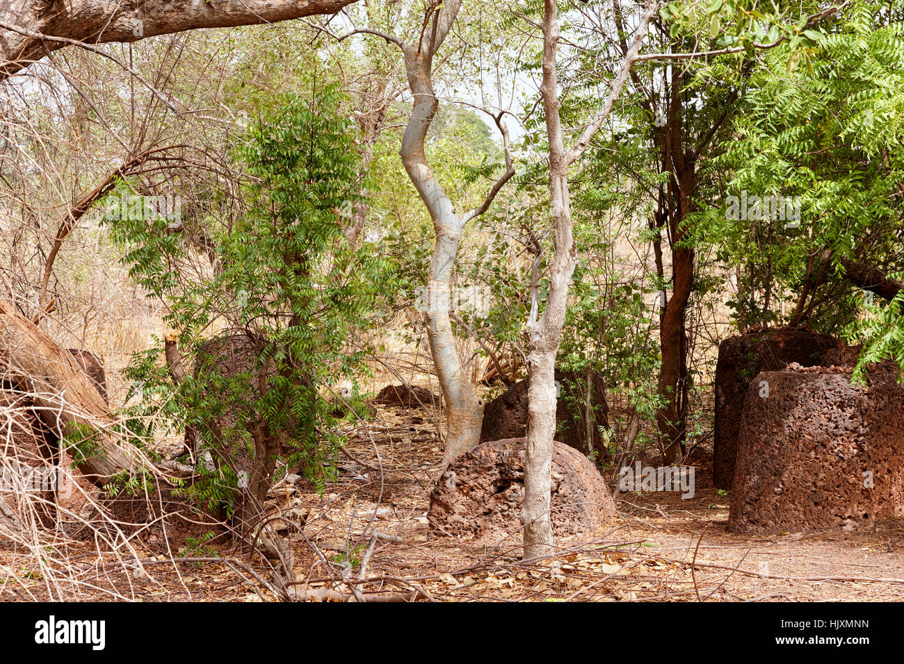 Lamin Koto circoli di pietra, sito Patrimonio Mondiale dell'UNESCO, il Gambia, Africa Foto Stock