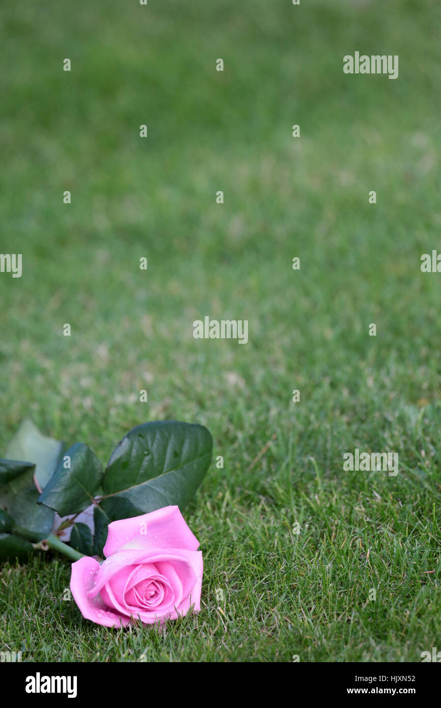 Rose déposée sur la pelouse du Jardin du souvenir. Cimetière du Père Lachaise. Foto Stock