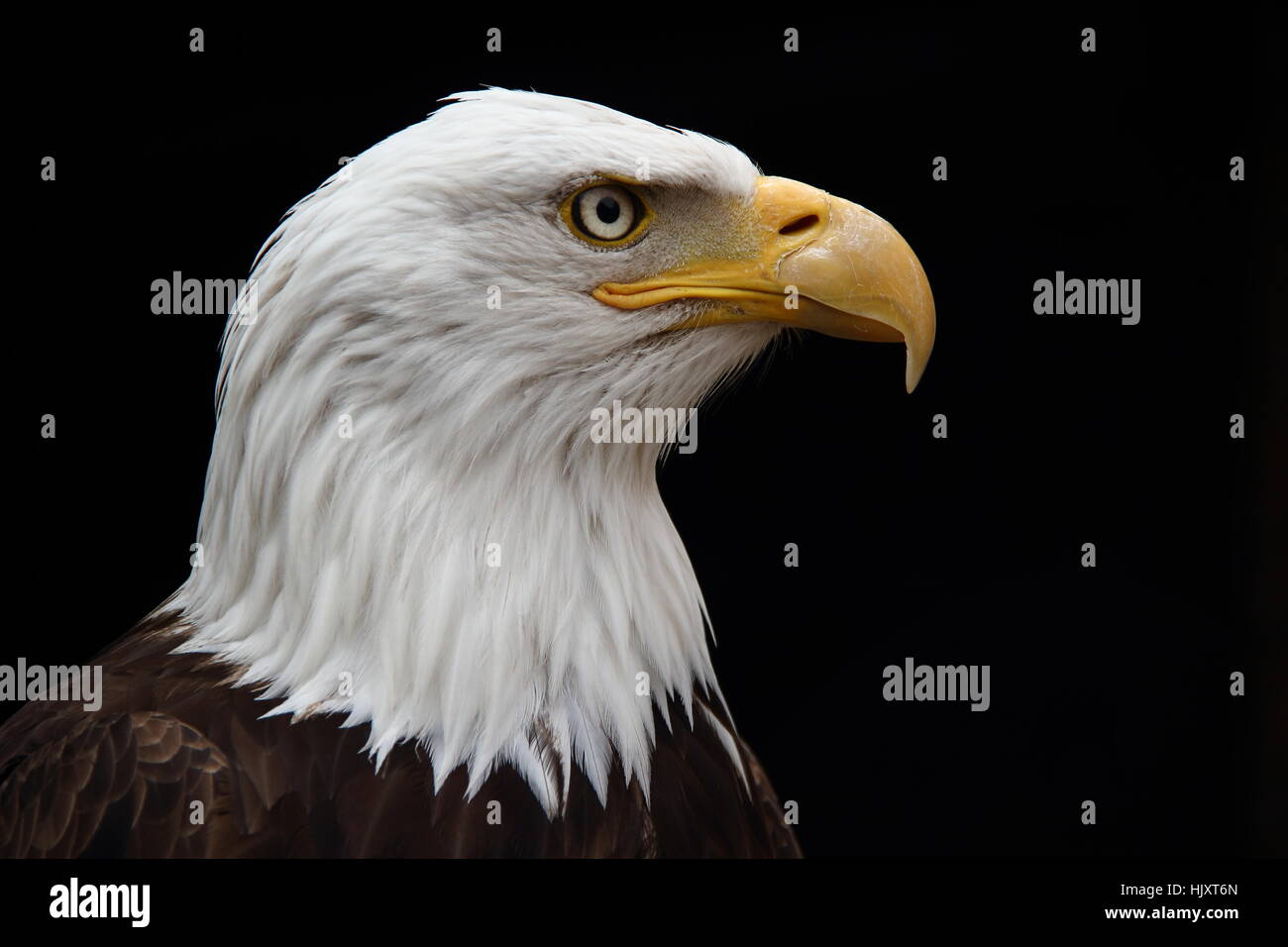 Ritratto, raptor, rapaci, Eagle, aquile calve, grande, grande, enorme, Foto Stock
