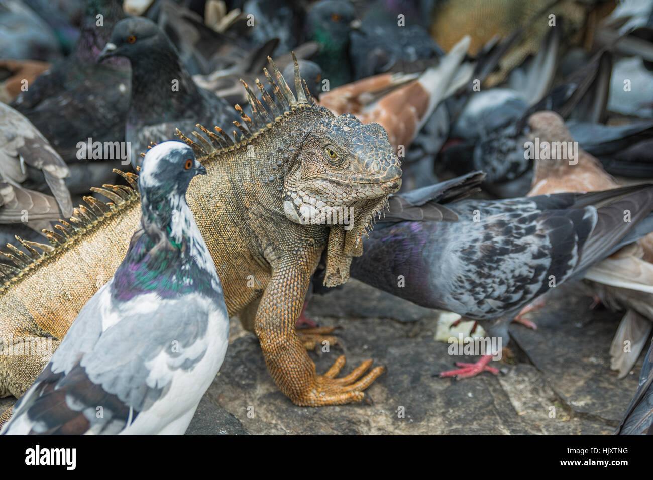 Iguana e piccioni pasto condivisione centro di Guayaquil Foto Stock