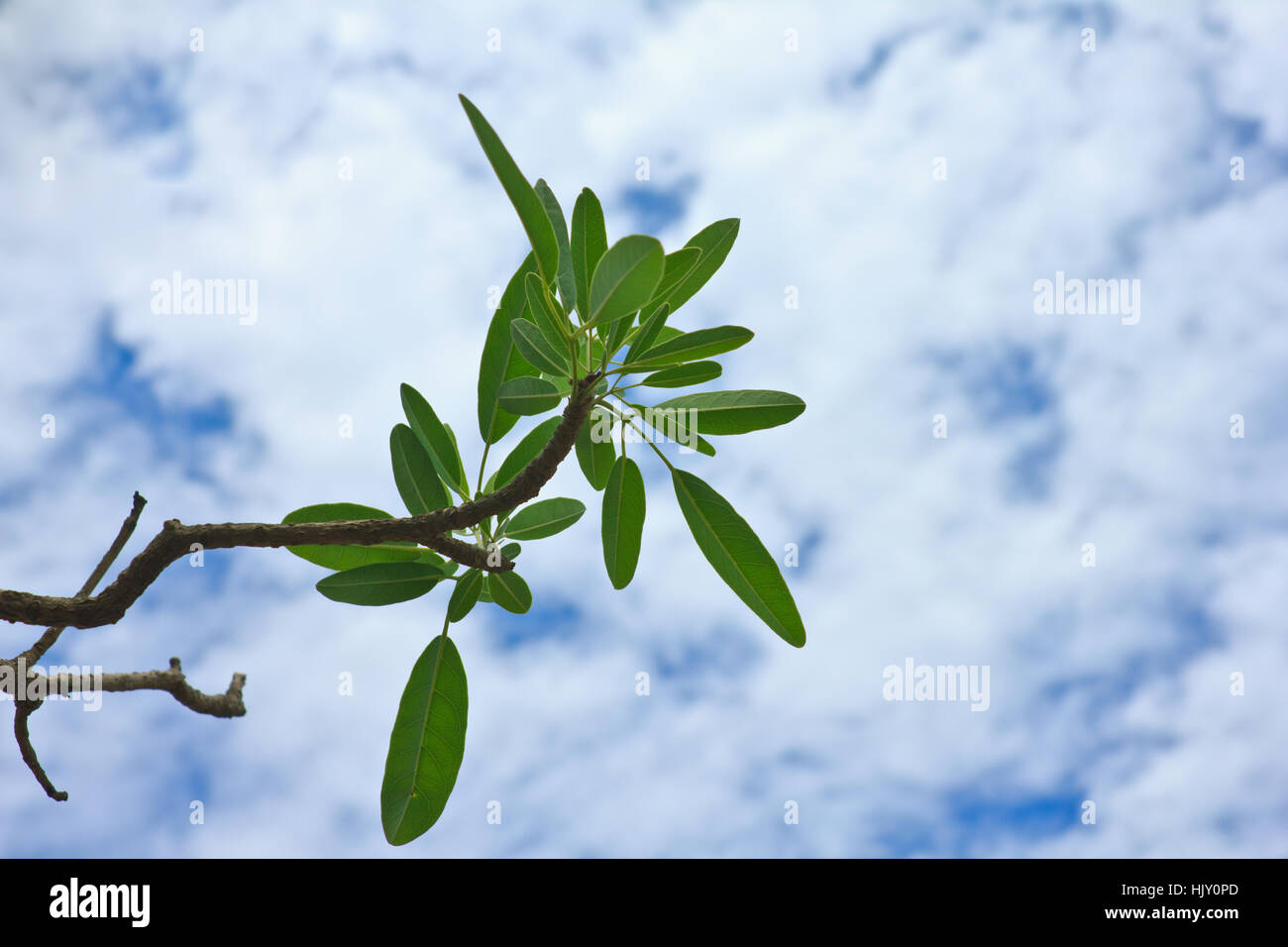 Blu, filiale, il firmamento cielo, blu, ramo, il firmamento cielo, tabebuia argentea Foto Stock