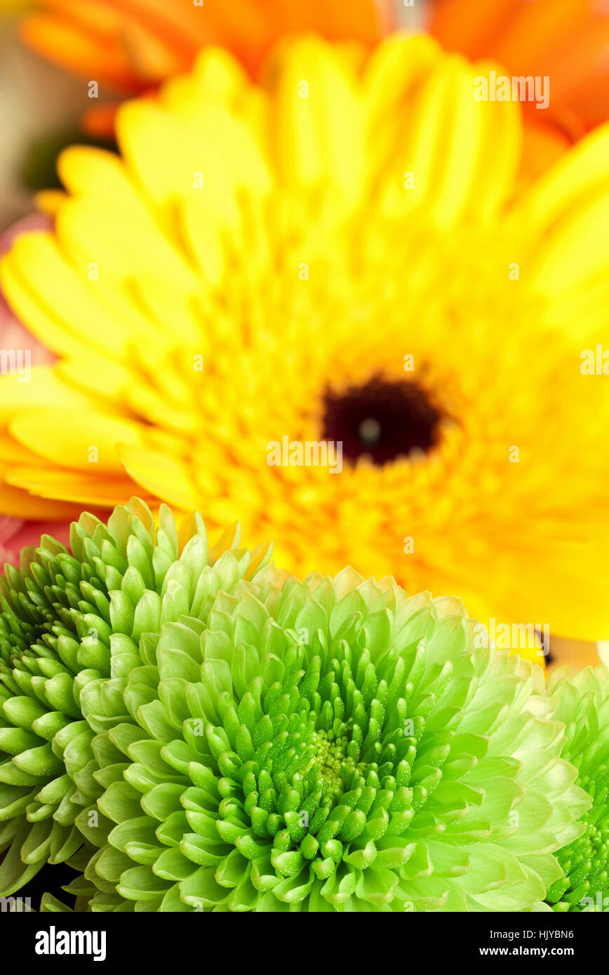 Macro Close-up, macro di ammissione, vista ravvicinata, verde, fiori, fiori, Foto Stock