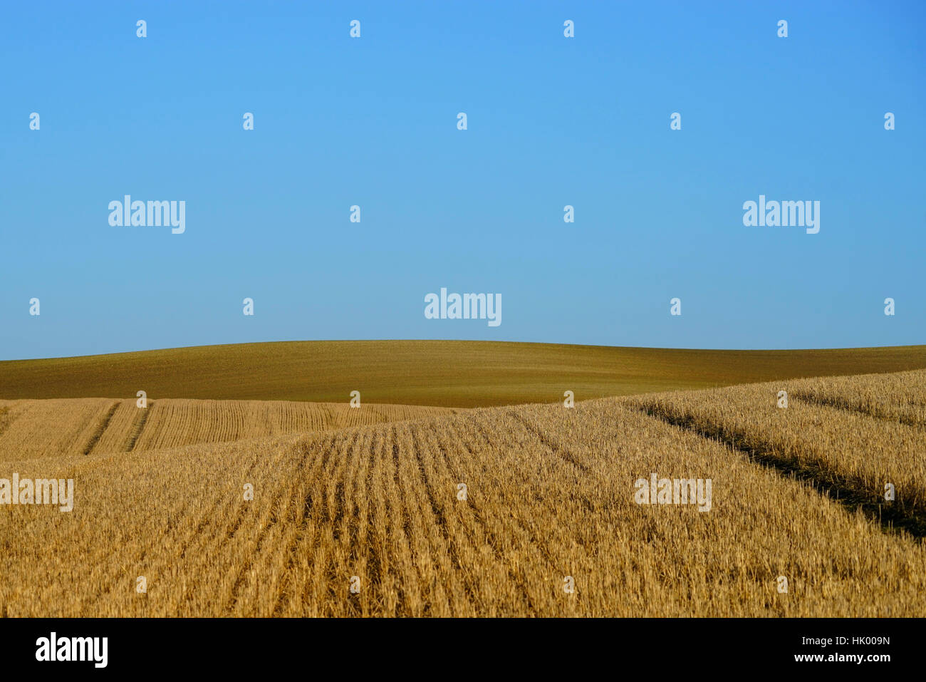 Prairie agricoltura in North Hertfordshire Foto Stock