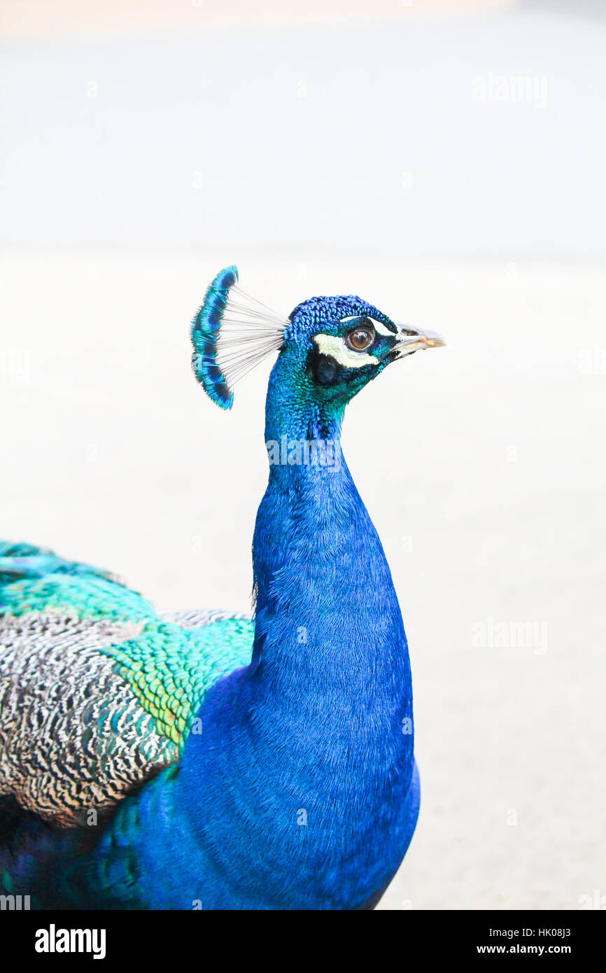 Peacock colpo alla testa ritratto Foto Stock