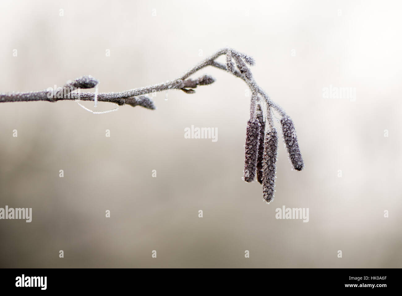 Fiori maschili di albero in famiglia Betulaceae, visto trattati in cristalli di ghiaccio su un inverno mattina Foto Stock