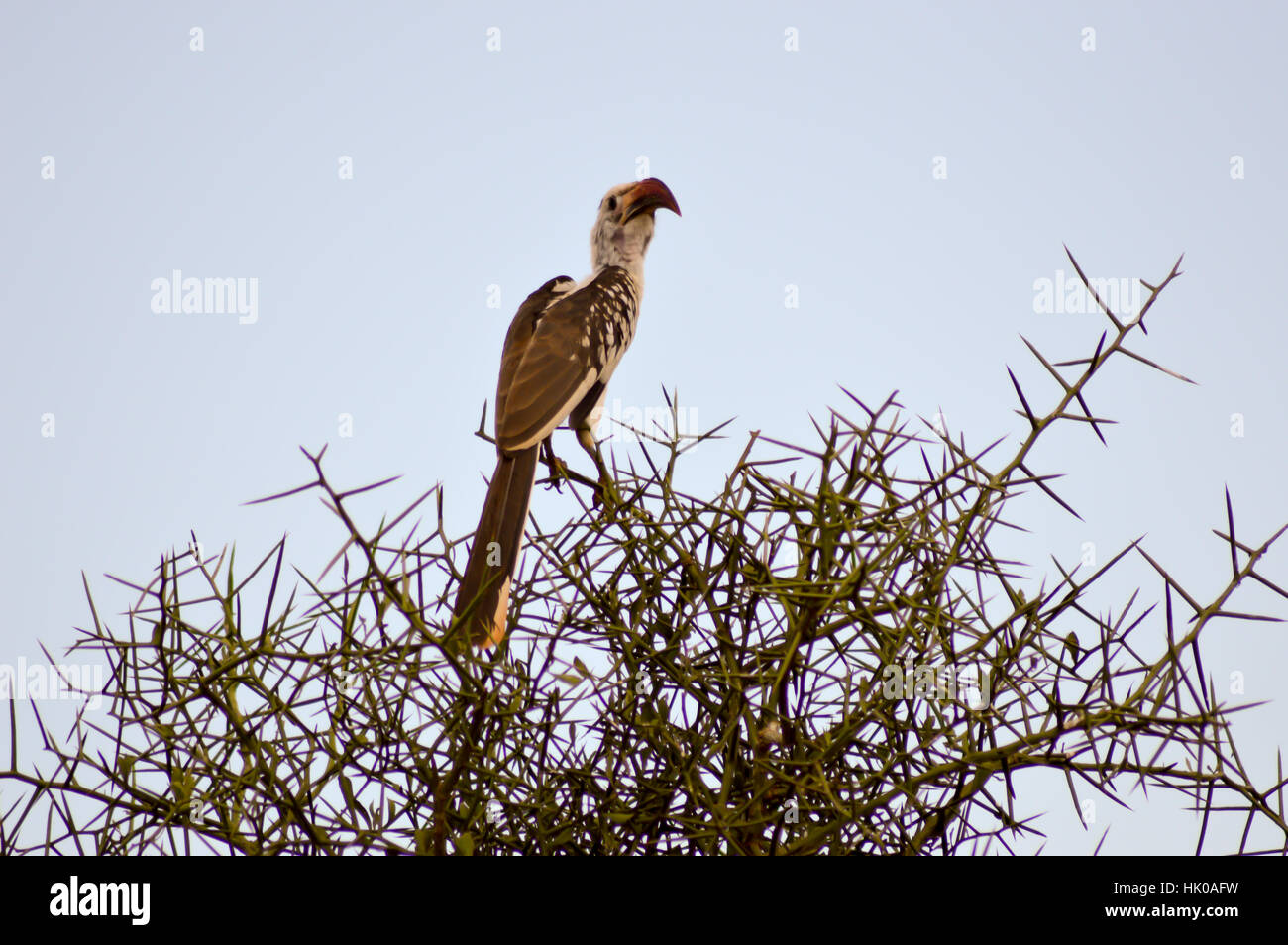 Hornbill su un ramo in Tsavo West Park in Kenya Foto Stock