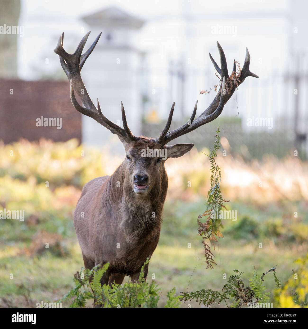 Rosso Maestoso Stag Cervo Cervus Elaphus nel paesaggio forestale durante la stagione di rut in Autunno Autunno Foto Stock