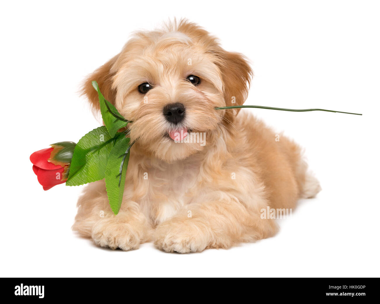 Felice amante havanese cucciolo di cane disteso con un'artificiale rosa rossa in bocca Foto Stock