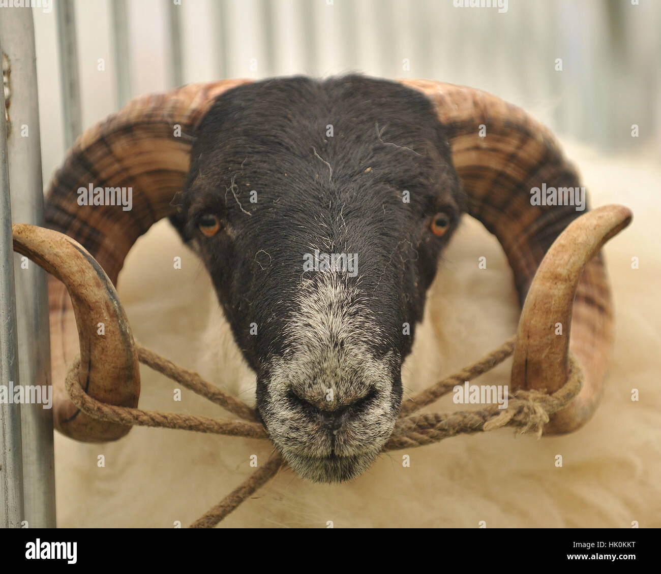 Scottish blackface ovini Foto Stock