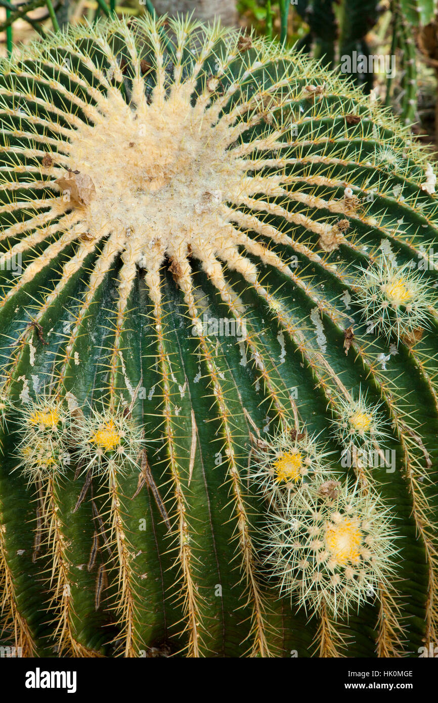 Vecchio Echinocactus grusonii o golden barrel cactus, Francia, Alpes-Maritimes, Foto Stock