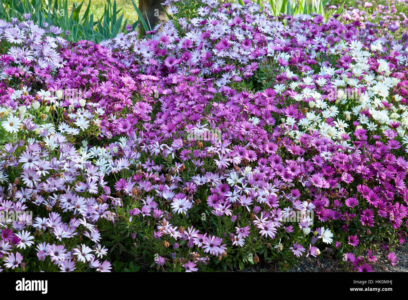 Osteospermum o daisybushes Foto Stock