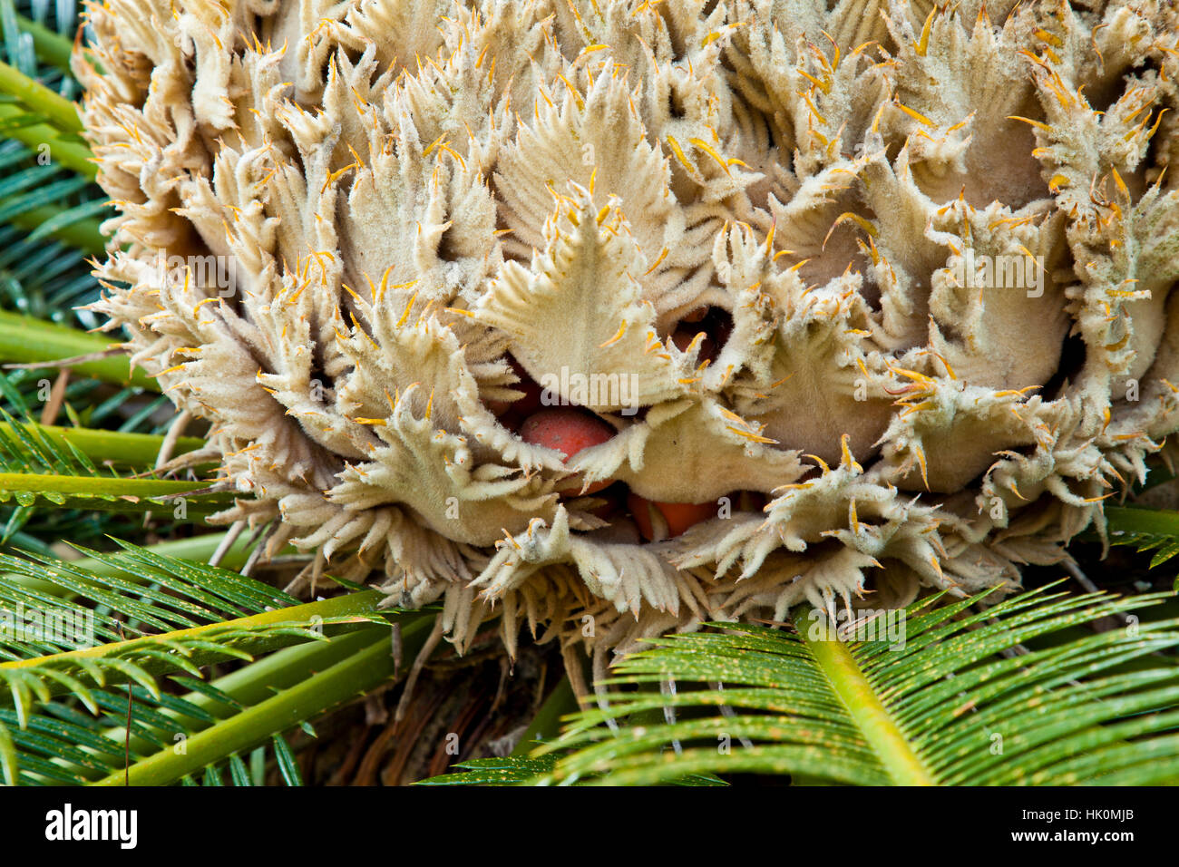 Cycas revoluta Foto Stock