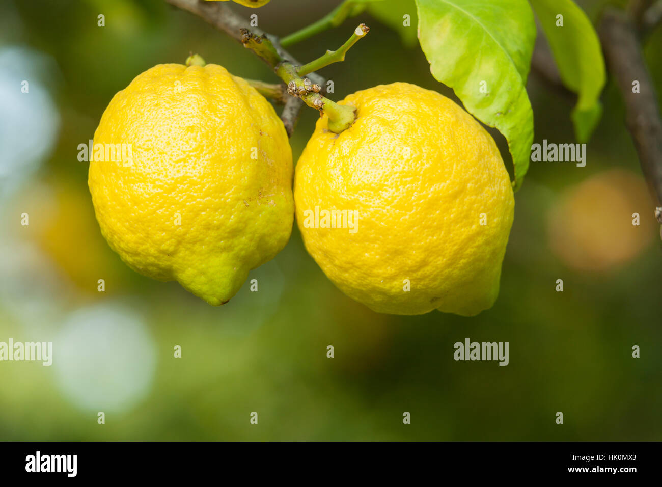 Limone su un albero di limone, Francia (Citrus × limon), Menton. Foto Stock