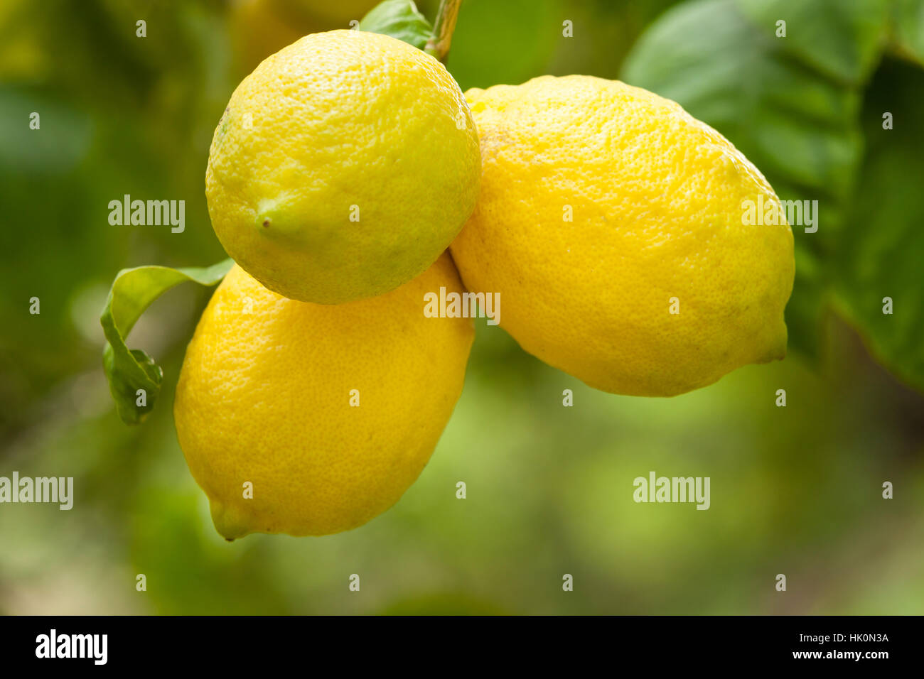 Limone su un albero di limone, Francia (Citrus × limon), Menton. Foto Stock