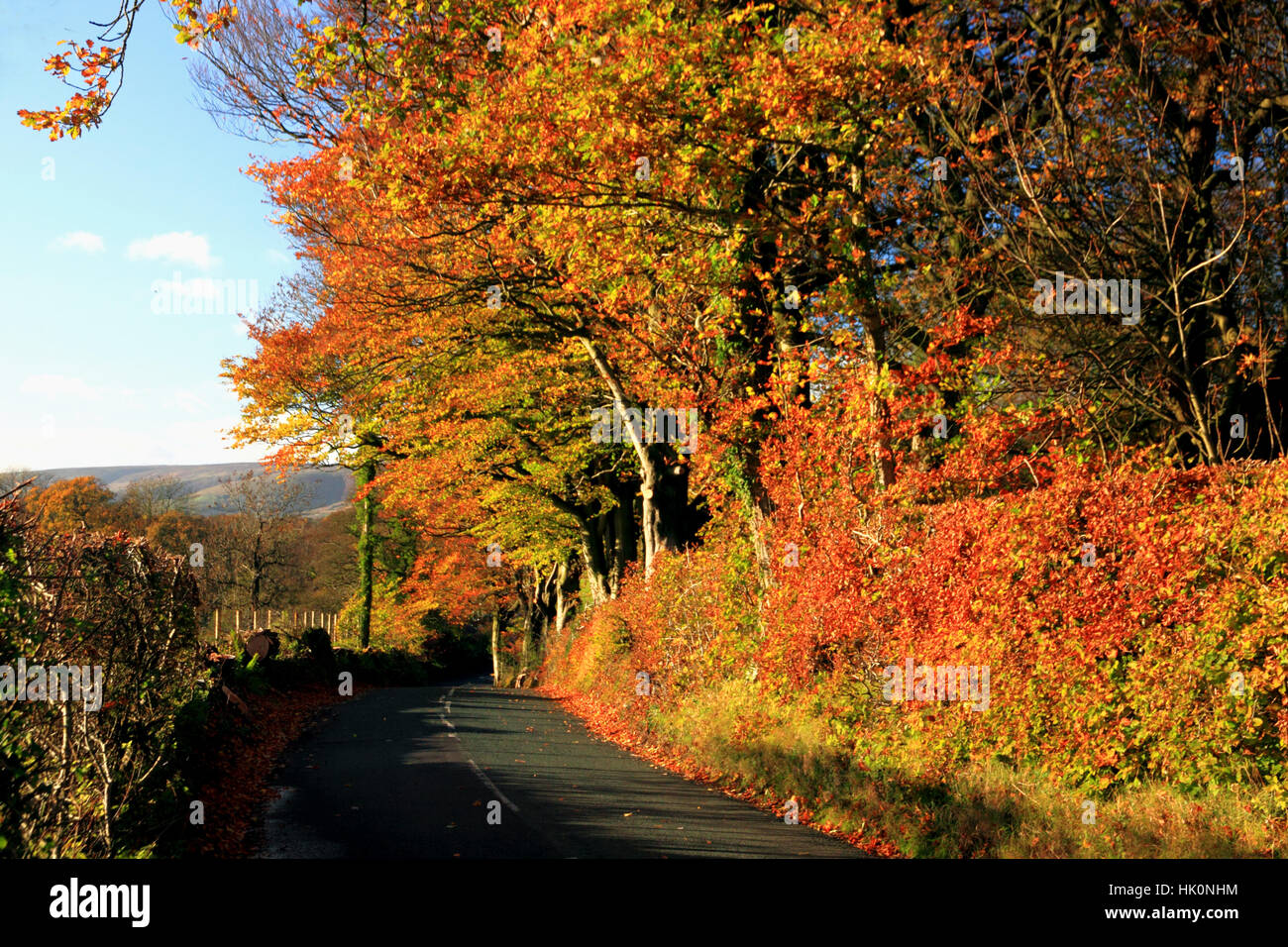 Tonalità autunnali di fianco alla strada a mucca Arca, vicino a Chipping, Lancashire. Foto Stock