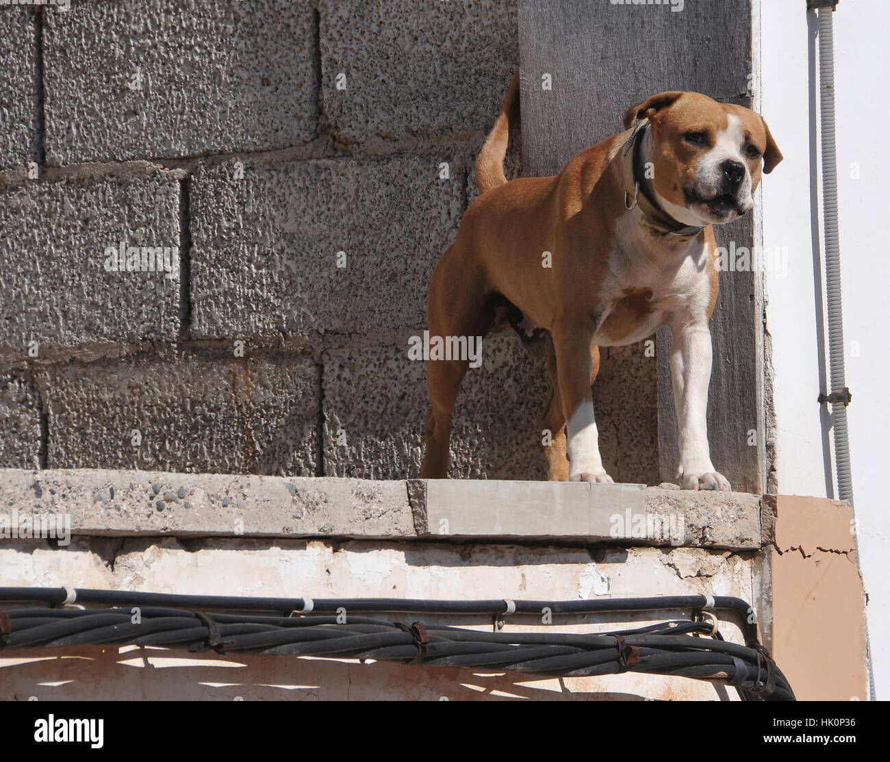 Animale, cane, rabbia e risentimento, infastidire, raving, furiosa, arrabbiato, irately, Foto Stock