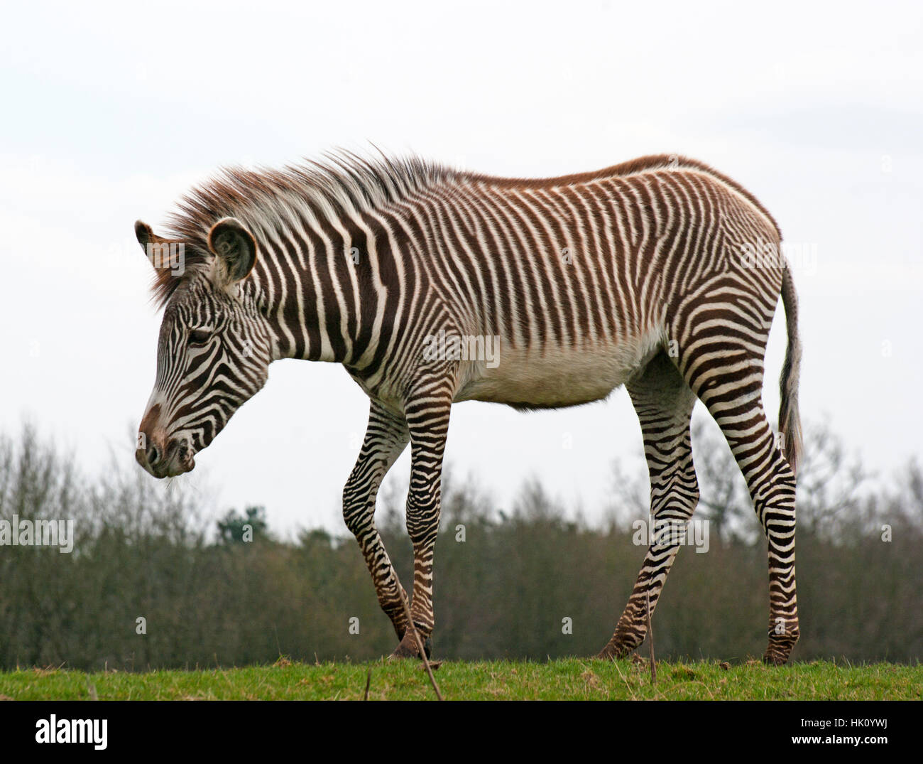 Di Grevy zebra, Equus Grevy's Zebra, Africa, Whipsnade Zoo, Captive, la fauna selvatica Foto Stock
