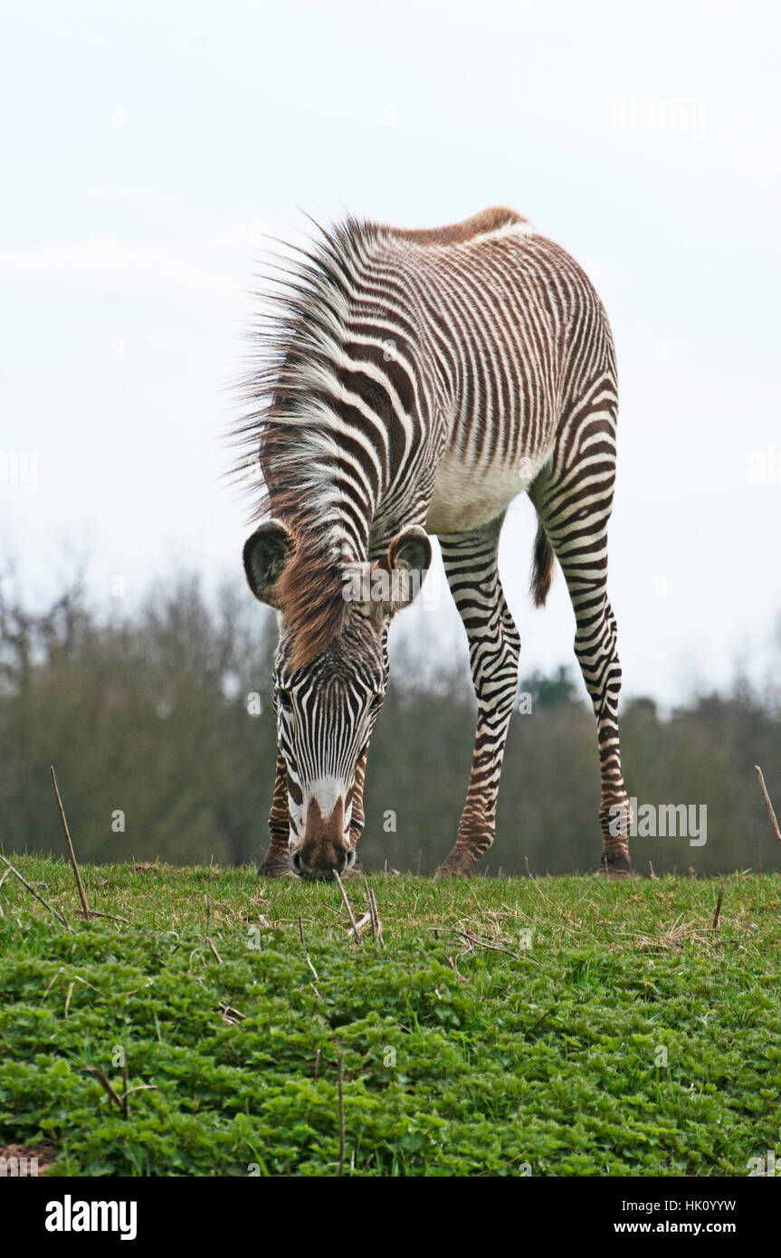 Di Grevy zebra, Equus Grevy's Zebra, Africa, lo Zoo Whipsnade, prigionieri Foto Stock