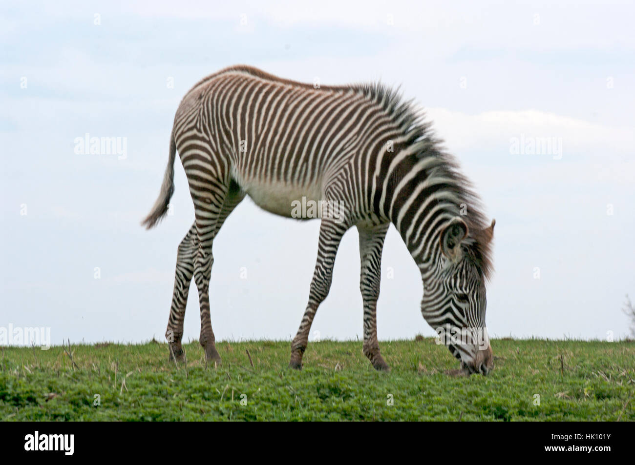 Di Grevy zebra, Equus Grevy's Zebra, Africa, Zoo, prigionieri Foto Stock