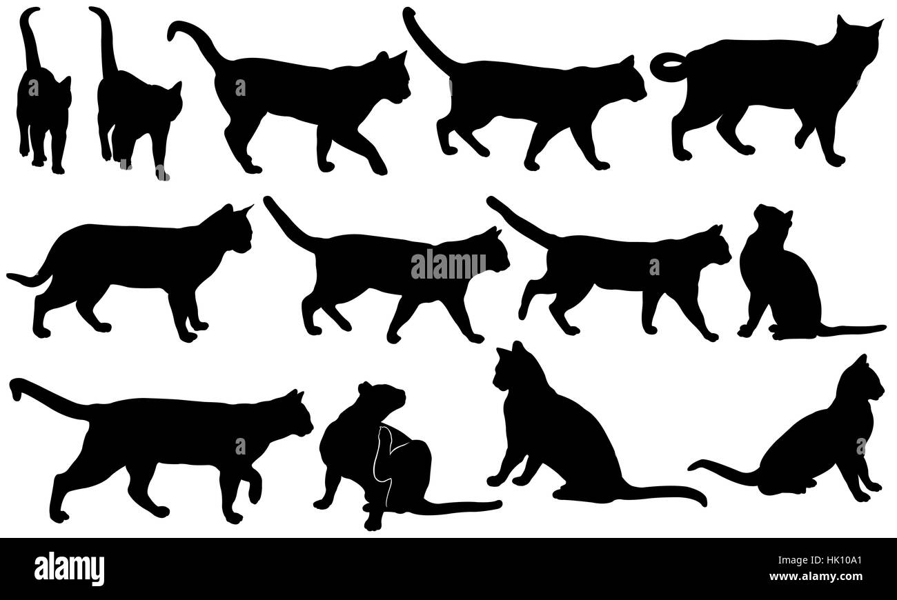 Insieme di diversi gatti isolato Foto Stock