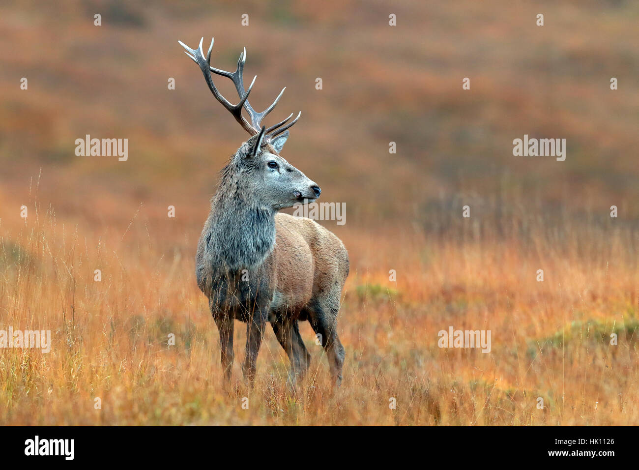 Red Deer Cervo a Scottish Glen Foto Stock