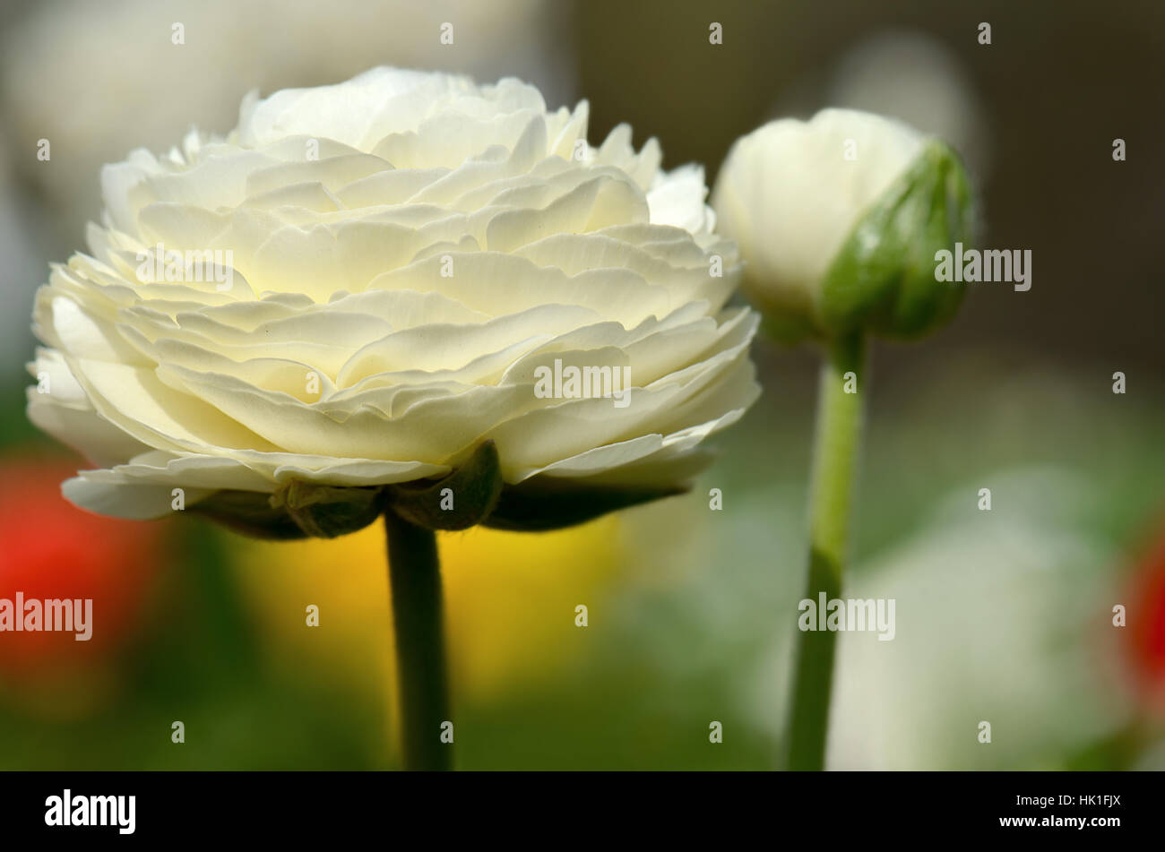 Macro Close-up, macro di ammissione, vista ravvicinata, giardino, fiori, piante, bloom, Foto Stock