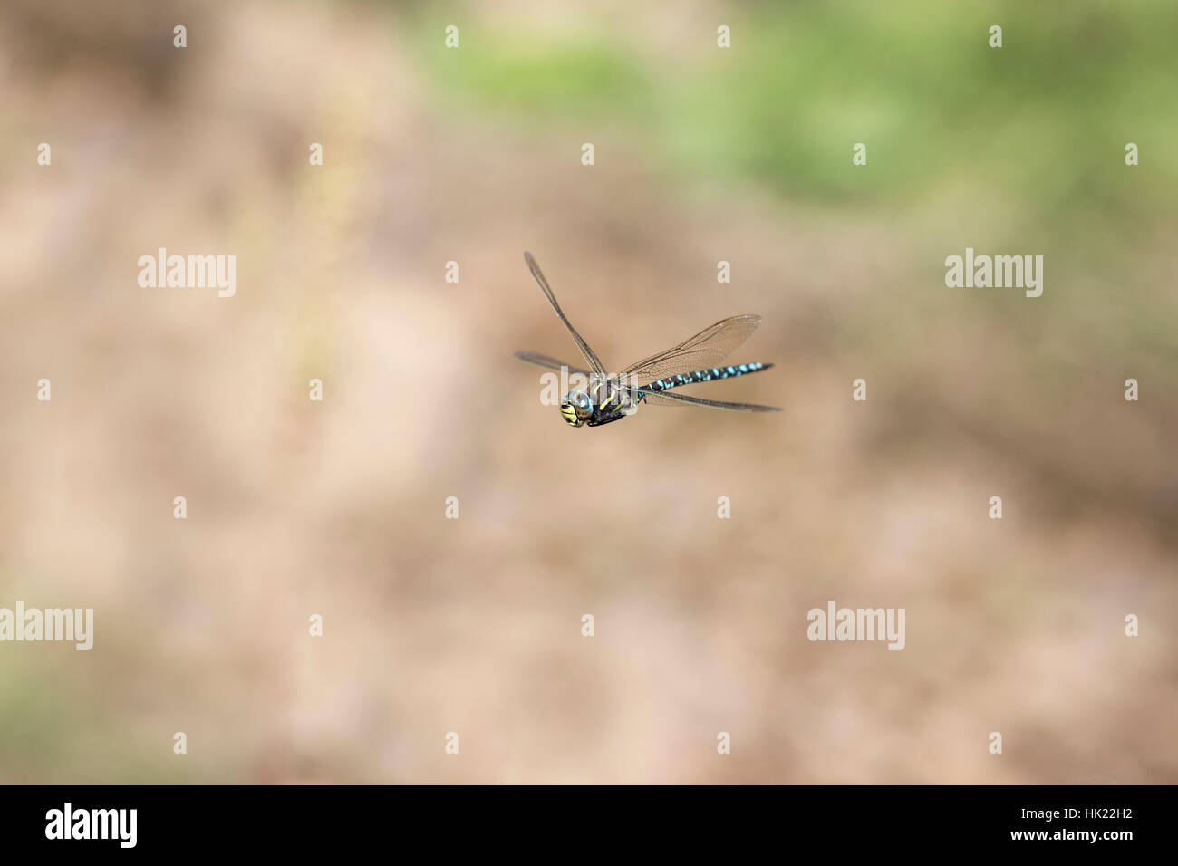 Common Hawker Dragonfly; Aeshna juncea maschio singolo in volo Cornwall, Regno Unito Foto Stock