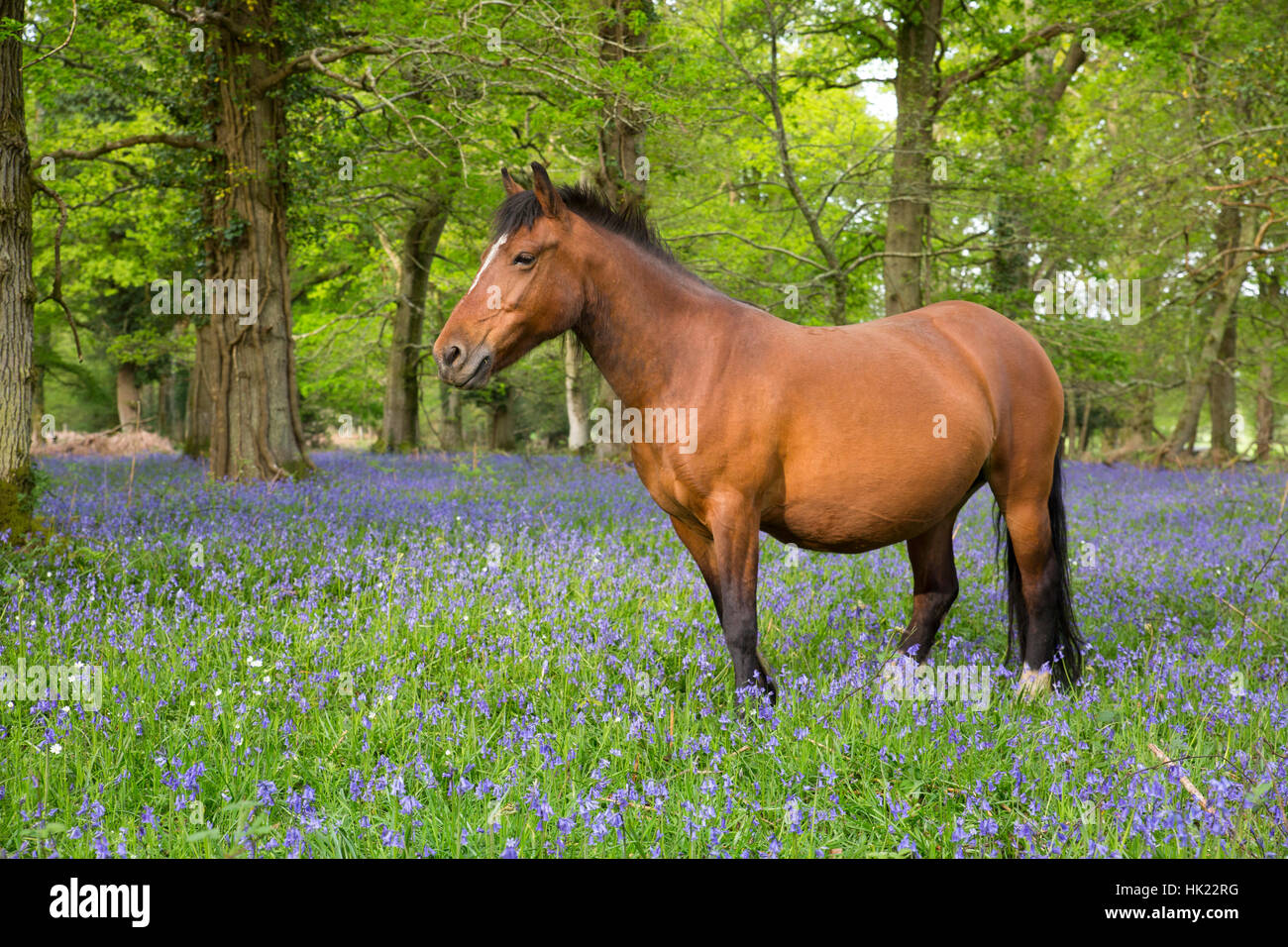 New Forest Pony; Bluebells; molla; nuova foresta; Regno Unito Foto Stock