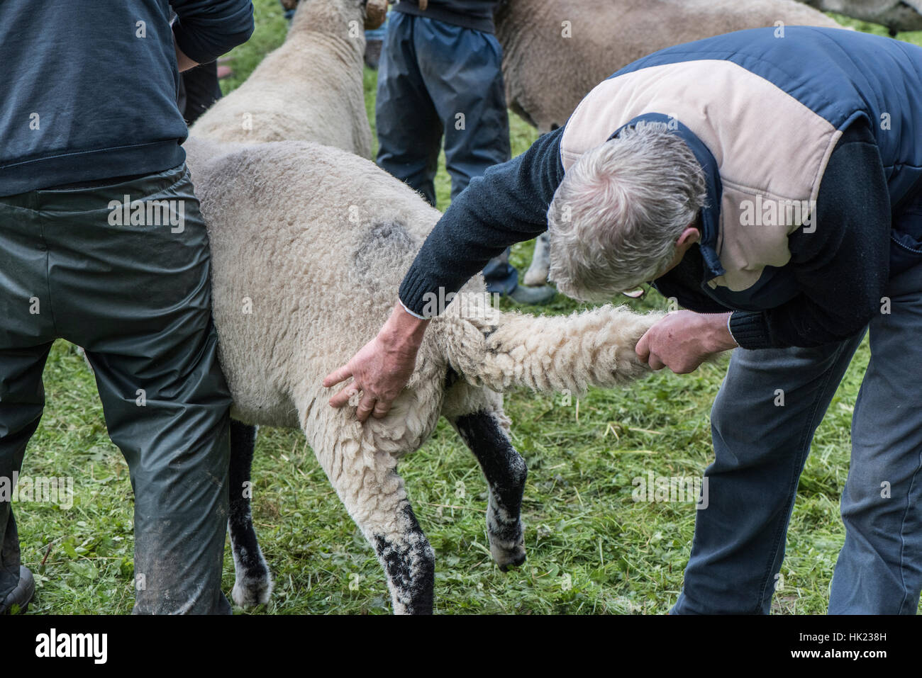Controllare strettamente una pecora (femmina) durante le pecore a giudicare a Moorcock Show, Wensleydale Foto Stock