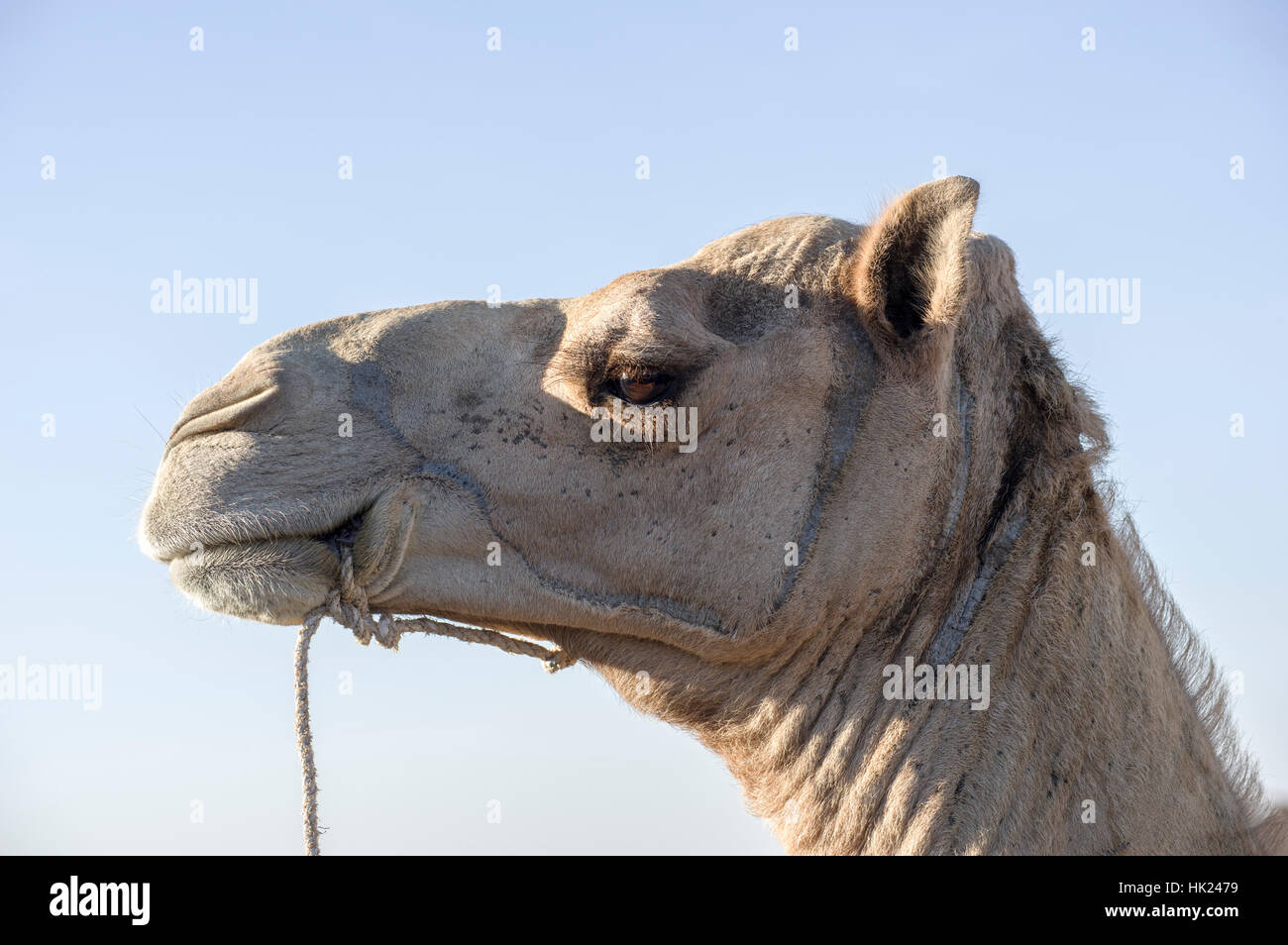 Camel in posa il Danakil depressione, deserto etiope, presso la base militare di Camp sotto il vulcano Erta Ale Foto Stock